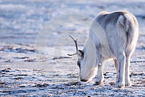 Closeup Landscape with wild reindeer. Winter Svalbard. with massive antlers in snow, Norway. Wildlife scene nature Spitsberg