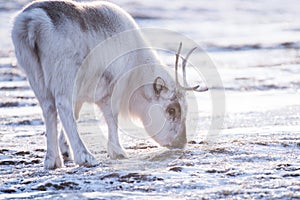 Closeup Landscape with wild reindeer. Winter Svalbard. with massive antlers in snow, Norway. Wildlife scene nature Spitsberg