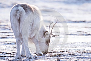 Closeup Landscape with wild reindeer. Winter Svalbard. with massive antlers in snow, Norway. Wildlife scene nature Spitsberg