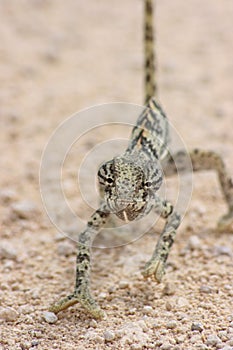 Closeup of Lap Necked Chameleon Chamaeleo dilepis crawling toward camera Etosha National Park, Namibia