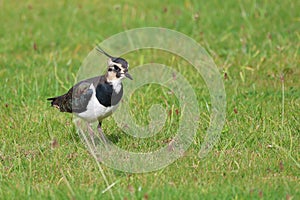 Closeup of a Lapwing (Peewit) grassland Musselburgh, Scotland