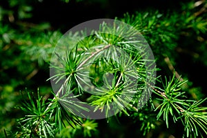 Closeup of a larch tree needle branch