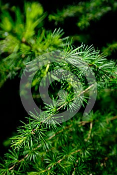 Closeup of a larch tree needle branch