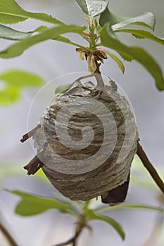Closeup of large active yellowjacket wasp nest
