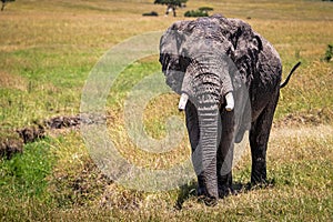 Closeup Large African Elephant With Copy Space