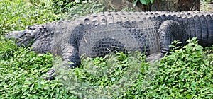Closeup of large alligator busch gardens