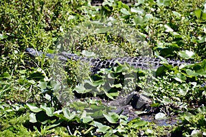 Closeup of Large American alligator (Alligator mississippiensis) basking amongst aquatic vegetation in wetland