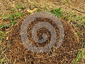 Closeup of large anthill in the forest