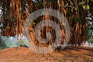 Closeup of large banyan tree with roots