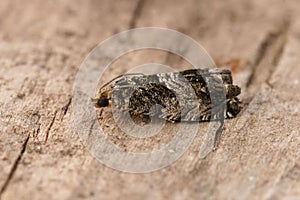 Closeup on a Large Beech piercer moth, Cydia fagiglandana sitting on wood