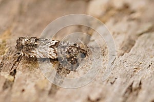 Closeup on a Large Beech piercer tprtrix moth, Cydia fagiglandana, sitting on wood