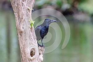 Closeup of a Large Billed Crow perched on a wood