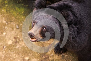 Closeup Black Bear Head Looks at Visitors in Zoo