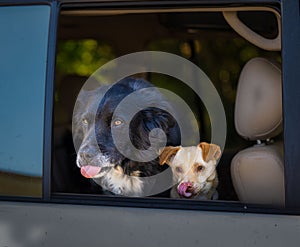 Closeup of a large, black, dog and a small tan dog in the window of a car sticking out their tongues