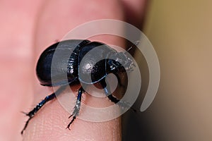 Closeup of a large blue beetle sitting in my hand