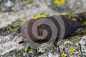Closeup on a large brown colored jewel beetle, Capnodis tenebricosa sitting on wood