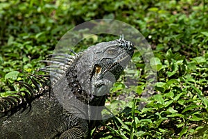 Closeup of Large Brown and Green Iguana Walking in Grass on Sunny Day
