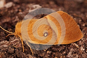 Closeup on the large , brown, Oak Eggar moth, Lasiocampa quercus