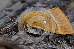Closeup on the large , brown, Oak Eggar moth, Lasiocampa quercus sitting on a piece of wood
