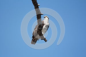 Closeup of large brown and white Osprey predator bird perched on tree branch