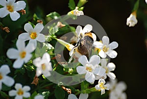 A closeup of a large bumblebee on small white flowers.