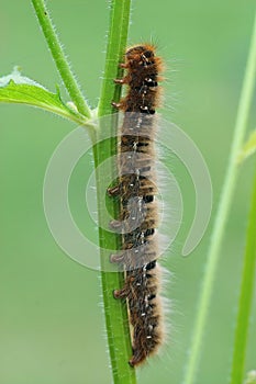 Closeup on the large caterpillar of Oak Eggar moth, Lasiocampa quercus, hanging on a grass straw