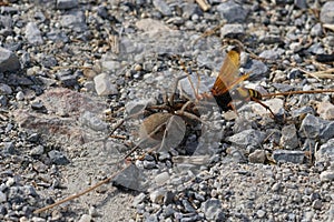 Closeup on a large and colorful spider hunting wasp, Cryptocheilus alternatus, killing a large wolf spider, Hogna