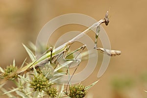 Closeup on the large conehead mantis, Empusa pennata