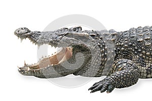 Closeup large crocodile is opening mouth isolated