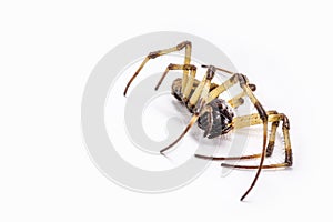 Closeup of large dead spider on isolated white background, concept of arachnophobia, arachnid killed after using poison or