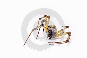 Closeup of large dead spider on isolated white background, concept of arachnophobia, arachnid killed after using poison or