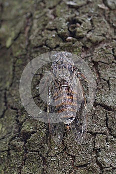 Closeup on a large European mediterranean tree-cricket, Cicada orni sitting well camouflaged on the bark of a tree in
