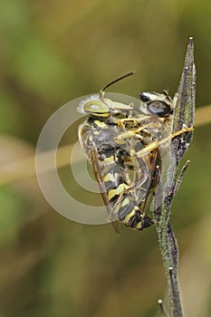 Closeup on a large European sand wasp, Bembix rostrata eating a Drone fly prey