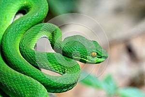 Closeup Large-eyed Green Pit Viper