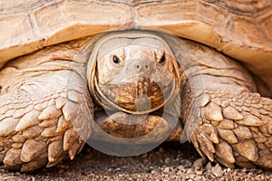 Closeup of large Galapagos Tortoise photo