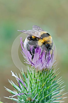 Closeup on a Large Garden Bumble Bee, Bombus ruderatus sitting on a purple thistle flower