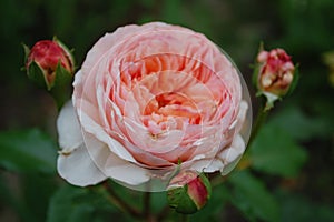 Closeup of large garden rose bloom with three buds