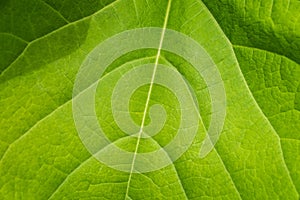 Closeup of a large green summer leaf