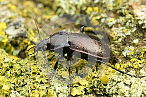 Closeup on a large ground beetle, the Bronze Carabid, Carabus nemoralis