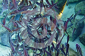 Closeup of a large group of small fish