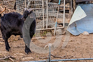 Large horned black Bengal goat
