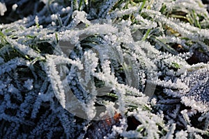 Closeup of large ice crystals on evergreen tree branches - beautiful wallpaper