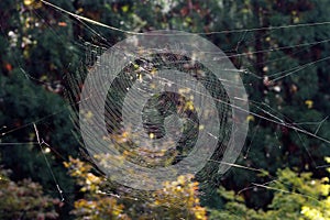 Closeup of large Joro spider web in a Georgia forest