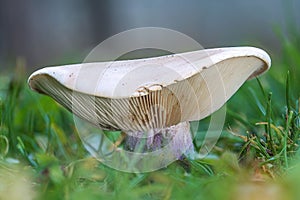 Closeup of a large Lepista personata mushroom with a purple foot growing in the field