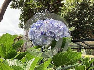 Closeup of a large light blue Ãâydrangea flowers photo