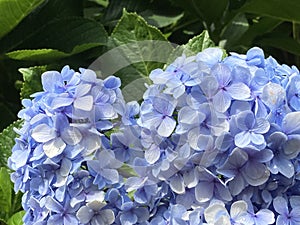 Closeup of a large light blue Ãâydrangea flowers photo