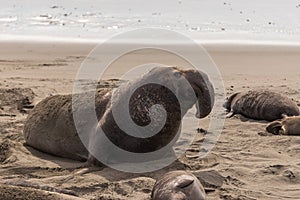 Closeup of large male at Elephant Seal Vista Point, San Simeon, CA, USA