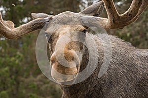 Closeup of a large male moose looking into the camera