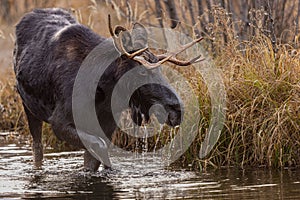 Closeup of a large moose in a pond in a field under the sunlight