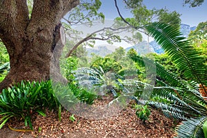 Closeup of a large oak tree growing in a dense forest. Beautiful wild nature landscape of lush green plants in the woods